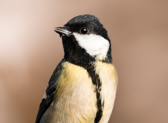great tit parus major