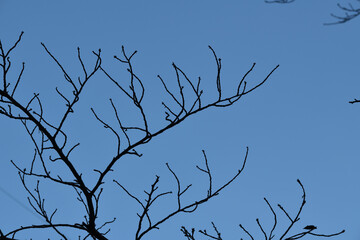 夕方の空に木の枝