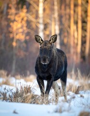 Majestic moose stands alert in snowy winter landscape with sunlit trees