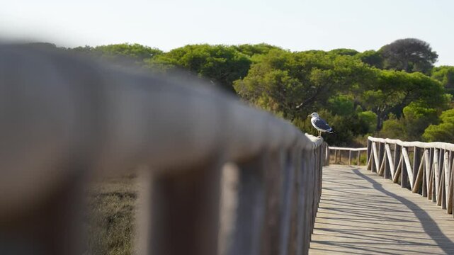 Seagull perched on the wooden railing of a footbridge in the Flecha de El Rompido and Mariasmas del R&iacute;o Piedras natural area. Huelva, Andalusia. Spain. 4k. 50 fps