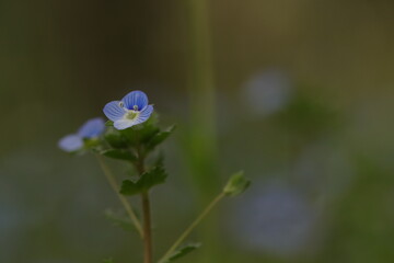veronica persica in primavera