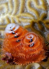 Christmas Tree Worms, Spirobranchus giganteus, only about 1.5 inches in height, photographed underwater on a coral reef.