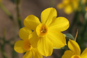 日本の春の庭に咲く黄色い小さなスイセンの花