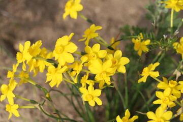 日本の春の庭に咲く黄色い小さなスイセンの花
