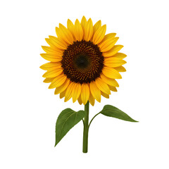 Ripe sunflower with yellow petals and dark middle, isolated on white background., Three sunflower flowers with stems and leaves isolated on a white background
