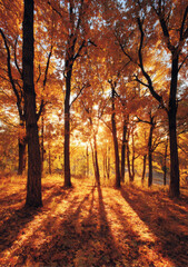 Golden forest sunrise autumn trees warm light long shadows