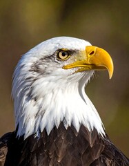 Obraz premium Majestic bald eagle portrait, capturing its piercing gaze and detailed plumage