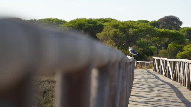 slow motion. Seagull perched on the wooden railing of a footbridge in the Flecha de El Rompido and Mariasmas del R&iacute;o Piedras natural area. Huelva, Andalusia. Spain. 4k. 50fps