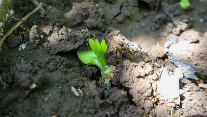green peanut sprout in the ground