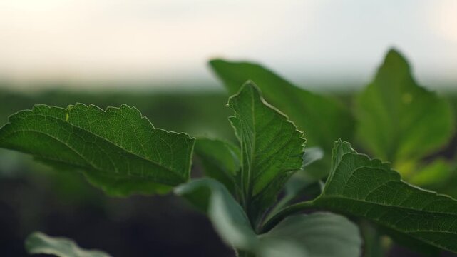 Agriculture, Young Plant Sprouting, Early stage of growth, Leafy wonders, Green energy, Botanical life, Sunrise background, Inspirational nature, Hopeful beginnings, Agricultural scene, Plant focus
