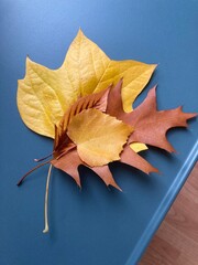 Feuilles d'automne sur une table bleu