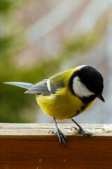 Obraz premium Vibrant bird Titmouse with distinctive colors is foraging for crumbs on a wooden surface, set against a softly blurred natural backdrop, highlighting its feeding habits 