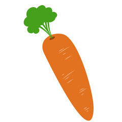 Carrot Vegetable Illustration