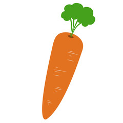 Carrot Vegetable Illustration