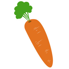 Carrot Vegetable Illustration