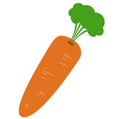 Carrot Vegetable Illustration