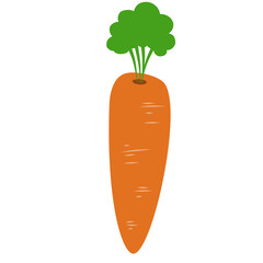 Carrot Vegetable Illustration