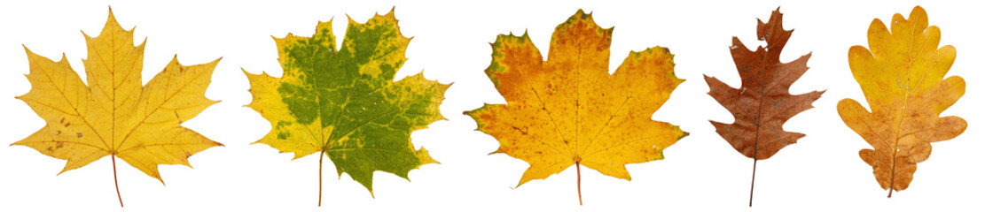 Set of autumn leaves isolated on white background. High resolution.