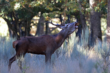 Stunning male red deer (Cervus elaphus) rutting loudly in the mediterranean forest. Portrait of a wild deer in mating season. Powerful stag with big antlers in autumn. Zamora, Spain.