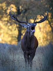Stunning male red deer (Cervus elaphus) rutting loudly in the forest. Vertical portrait of a stag in mating season in mediterranean habitat. Powerful stag with big antlers in autumn. Zamora, Spain.