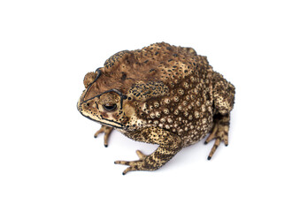 Bufo bufo Fat Asian common toad or Black-spined toad - Duttaphrynus melanostictus (Bufonidae)  isolated on white background.