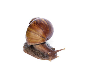 Light brown giant african snail - Achatina fulica are crawling or moving slowly isolated on white background.