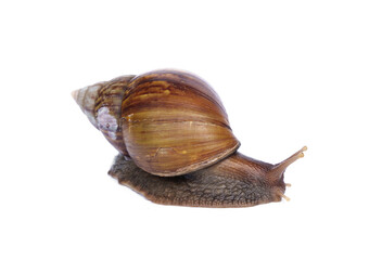 Light brown giant african snail - Achatina fulica are crawling or moving slowly isolated on white background.