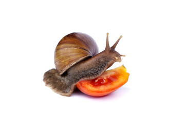 Light brown giant african snail - Achatina fulica are eating tomato halves food isolated on white background.