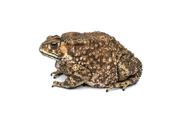 Bufo bufo Fat Asian common toad or Black-spined toad - Duttaphrynus melanostictus (Bufonidae)  isolated on white background.