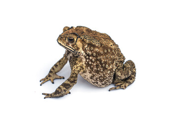 Bufo bufo Fat Asian common toad or Black-spined toad - Duttaphrynus melanostictus (Bufonidae)  isolated on white background.