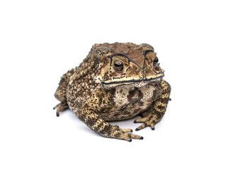 Bufo bufo Fat Asian common toad or Black-spined toad - Duttaphrynus melanostictus (Bufonidae)  isolated on white background.