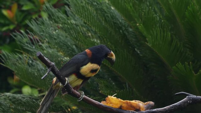 collared aracari at feeder, eating banana 191