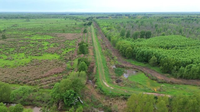 Wide drone view of the Argentine Delta, showing the stark contrast between organized green plantation and wilder, low-lying marshland.