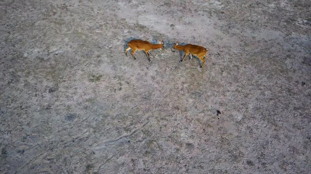 Top-Down Drone Tracking Shot Of Male Uganda Kobs Fighting On Dry Terrain In Murchison Falls National Park, Uganda