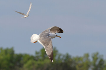 Heuglin's Gull is flying beautifully in the bright sky.