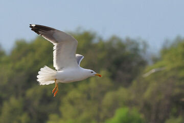Heuglin's Gull is flying beautifully in the bright sky.