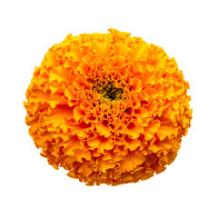 A vibrant orange flower with tightly packed, ruffled petals