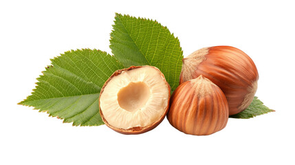 Hazelnuts Arrangement Isolated Nutritious Food Ingredient Healthful Snack