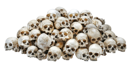 Pile of White Skulls Isolated Human Craniums Macabre Remains Anatomy
