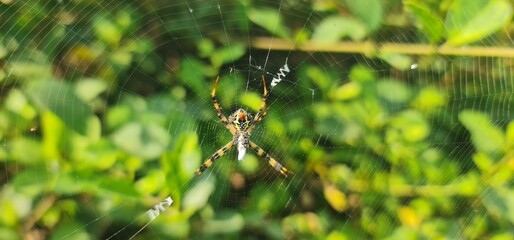 Close-Up of Signature Garden Spider Sitting on Web with Green Foliage Background