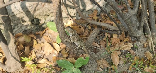 Asian Wildlife: A Detailed Footage of a Changeable Lizard Blending Seamlessly into the Natural Habitat of the Forest Ground, Showcasing its Browns and Tans.