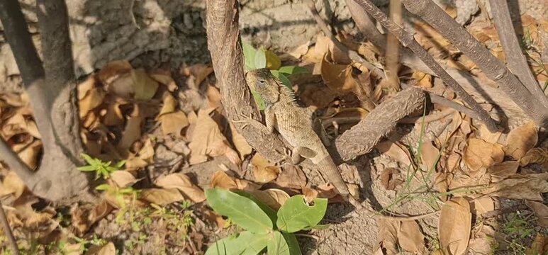 Asian Wildlife: A Detailed Footage of a Changeable Lizard Blending Seamlessly into the Natural Habitat of the Forest Ground, Showcasing its Browns and Tans.