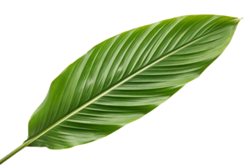 Shell Ginger Leaf Isolated Green Tropical Botanical Nature PNG