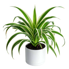Variegated foliage cascades from a white pot