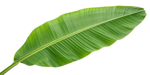 Obraz premium Banana Leaf Isolated Green Tropical Botanical Nature PNG