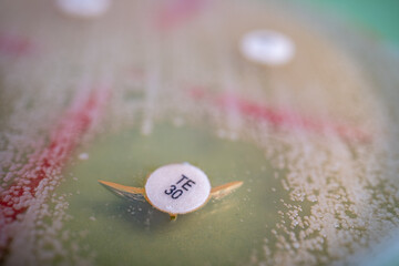 Antibiotic Disc on Agar Plate with Bacterial Colonies