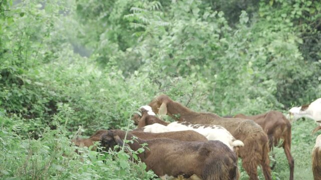 Discover the Wild - A Closer Look at Indian Goatees in Their Natural Habitat