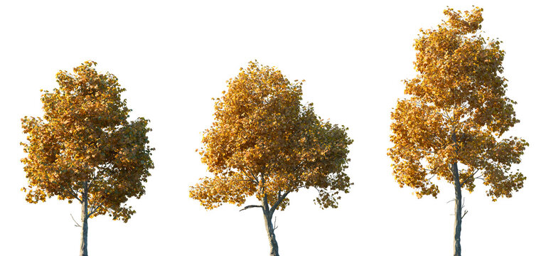 Set of 3 autumn Platanus acerifolia (or the London Plane tree) frontal set street trees isolated png in sunny daylight on a transparent background perfectly cutout