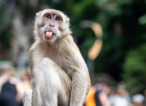 Małpa pokazuje język