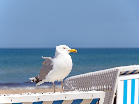 Nahaufnahme einer auf einem Strandkorb sitzenden Silberm&ouml;we, Larus argentatus
